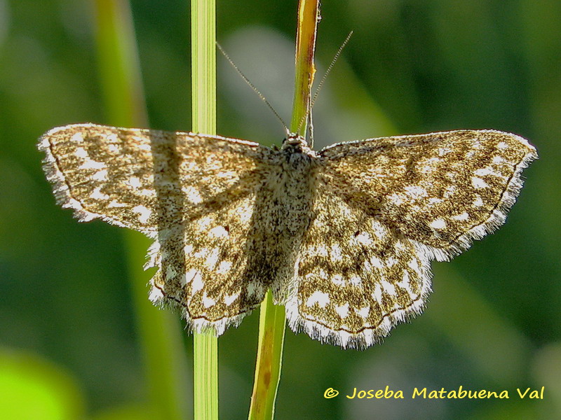 Scopula tessellaria - Geometridae? Scopula (Scopula) cfr. immorata